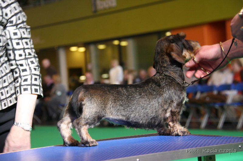 Crufts2010 595.jpg